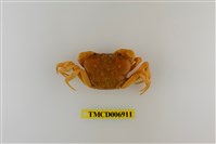 藏品(南澳澤蟹)的圖片